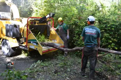 tree services Mount Carroll